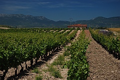 Grapes in Rioja